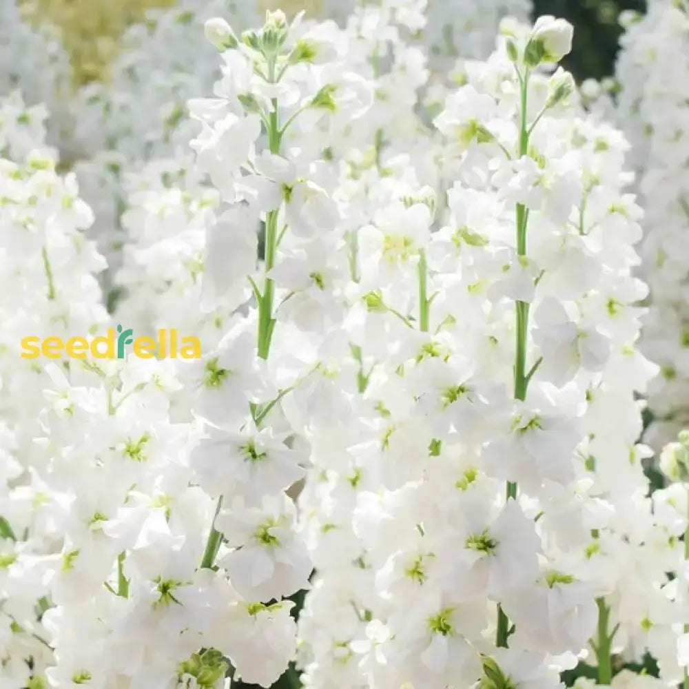 White Scented Stock Flower Seeds For Planting  Seed Elegant And Fragrant Garden Blooms