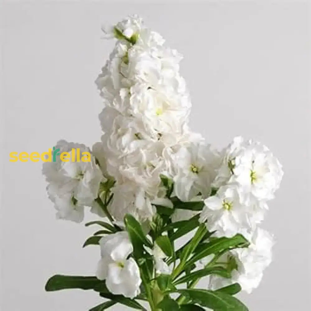 White Scented Stock Flower Seeds For Planting  Seed Elegant And Fragrant Garden Blooms