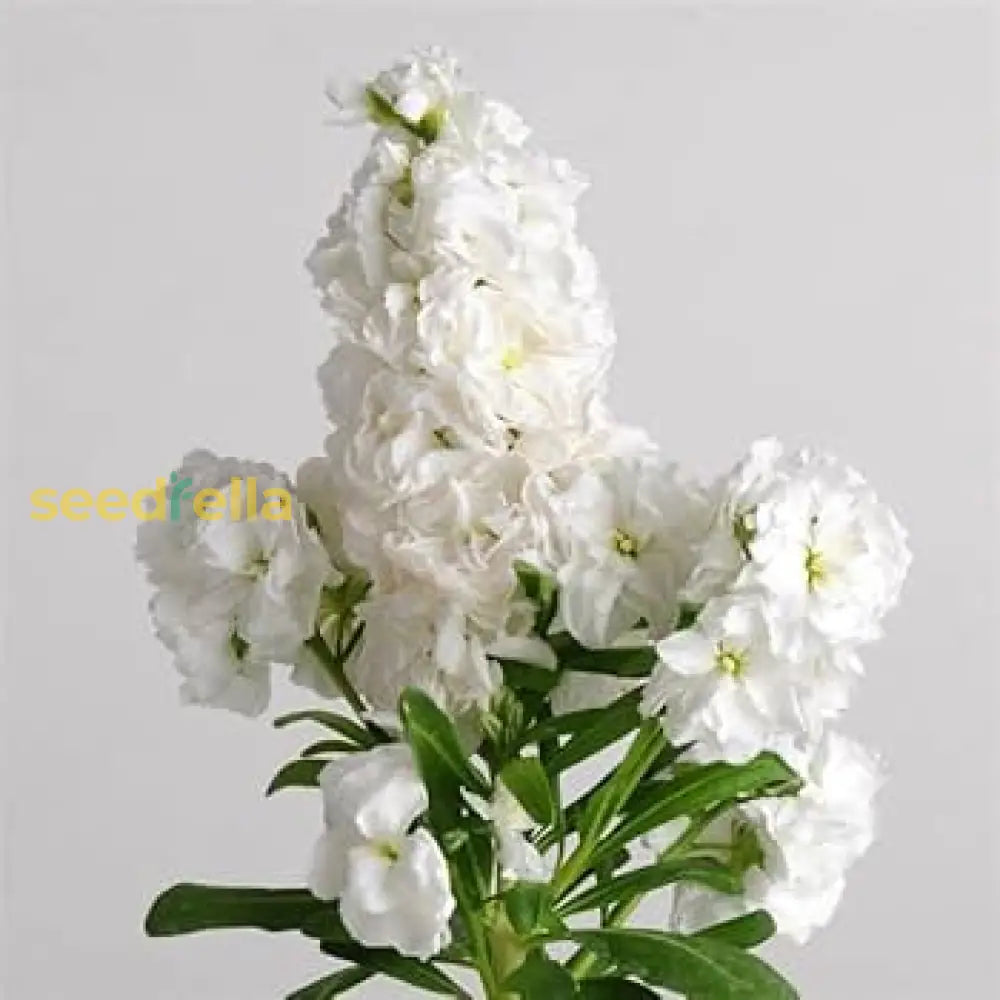 White Scented Stock Flower Seeds For Planting  Seed Elegant And Fragrant Garden Blooms