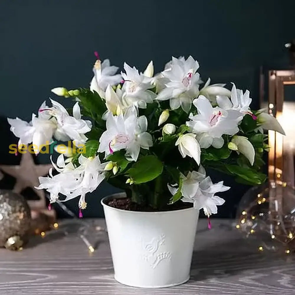 White Schlumbergera Flower Planting For Graceful Indoor Decor - Seed Gorgeous Blossoms Throughout