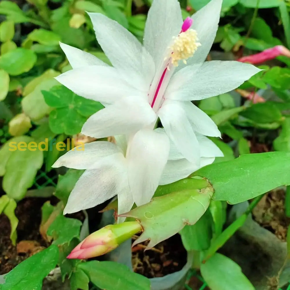 White Schlumbergera Flower Planting For Graceful Indoor Decor - Seed Gorgeous Blossoms Throughout