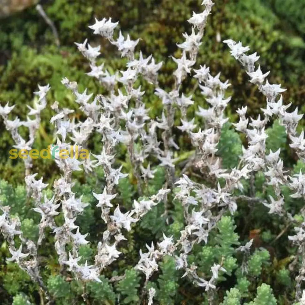 White Sedum Acre Plant Seeds For Stunning Garden Enhancements And Beauty Seed Flower