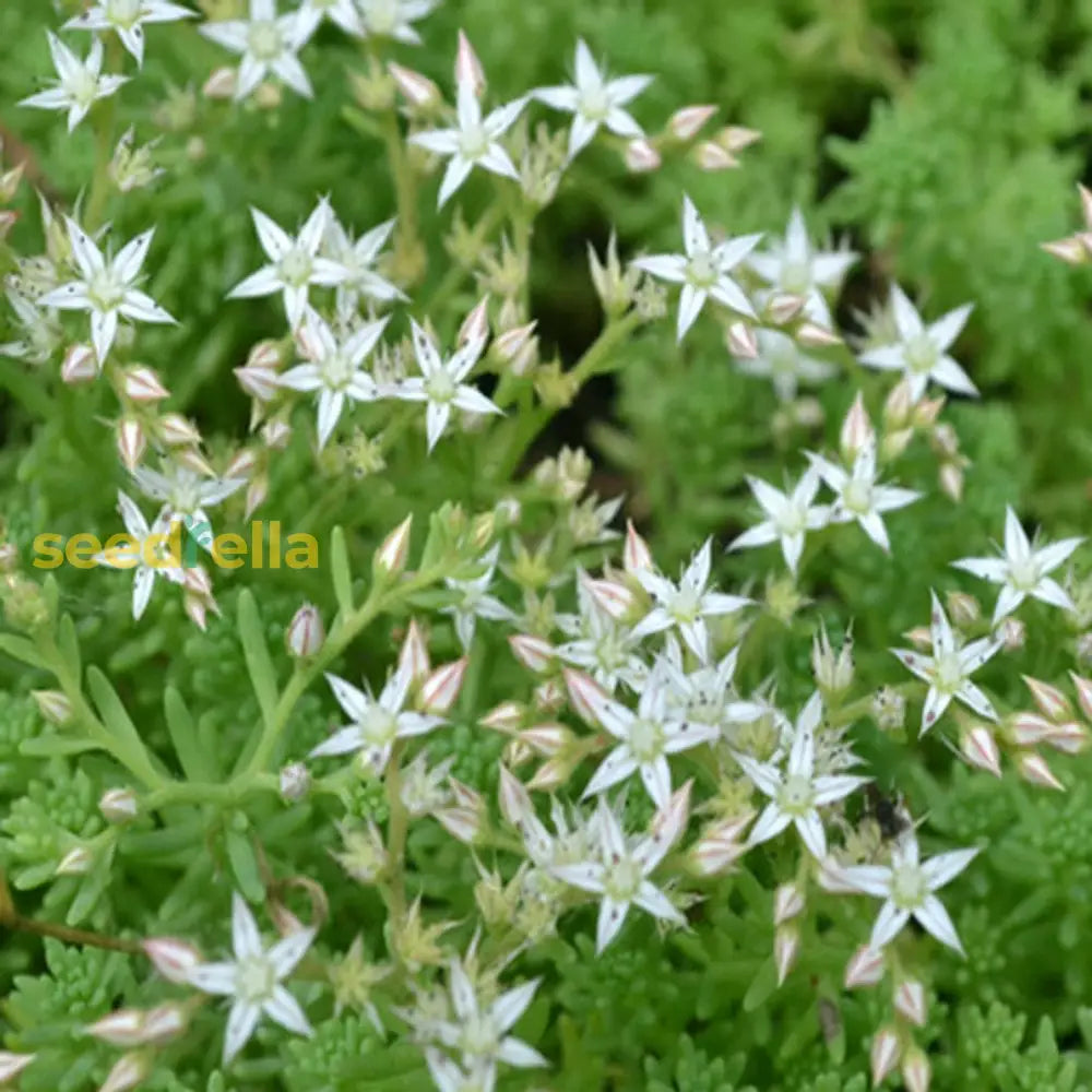 White Sedum Acre Plant Seeds For Stunning Garden Enhancements And Beauty Seed Flower