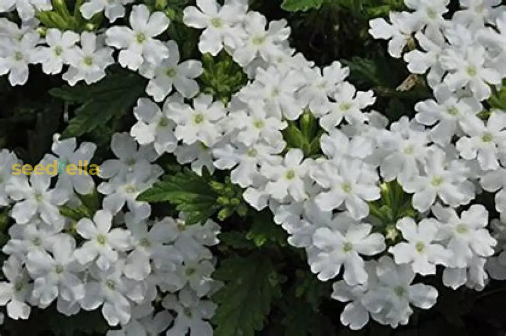 White Sevenson Flower Seeds For Planting