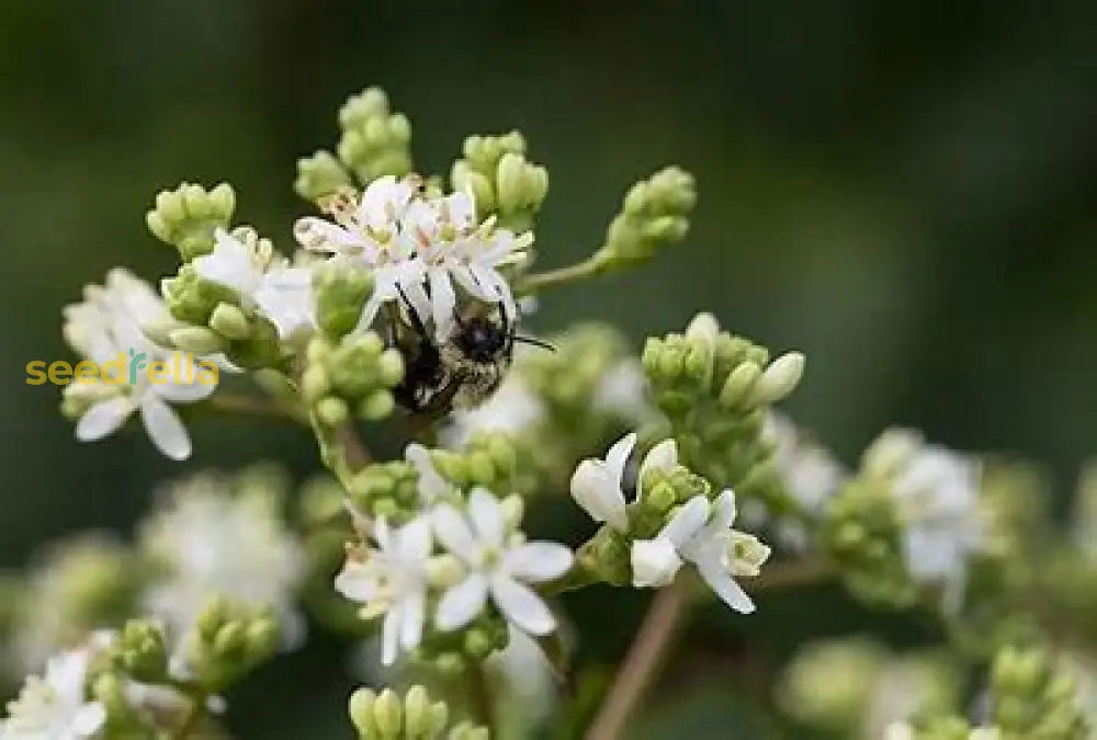 White Sevenson Flower Seeds For Planting