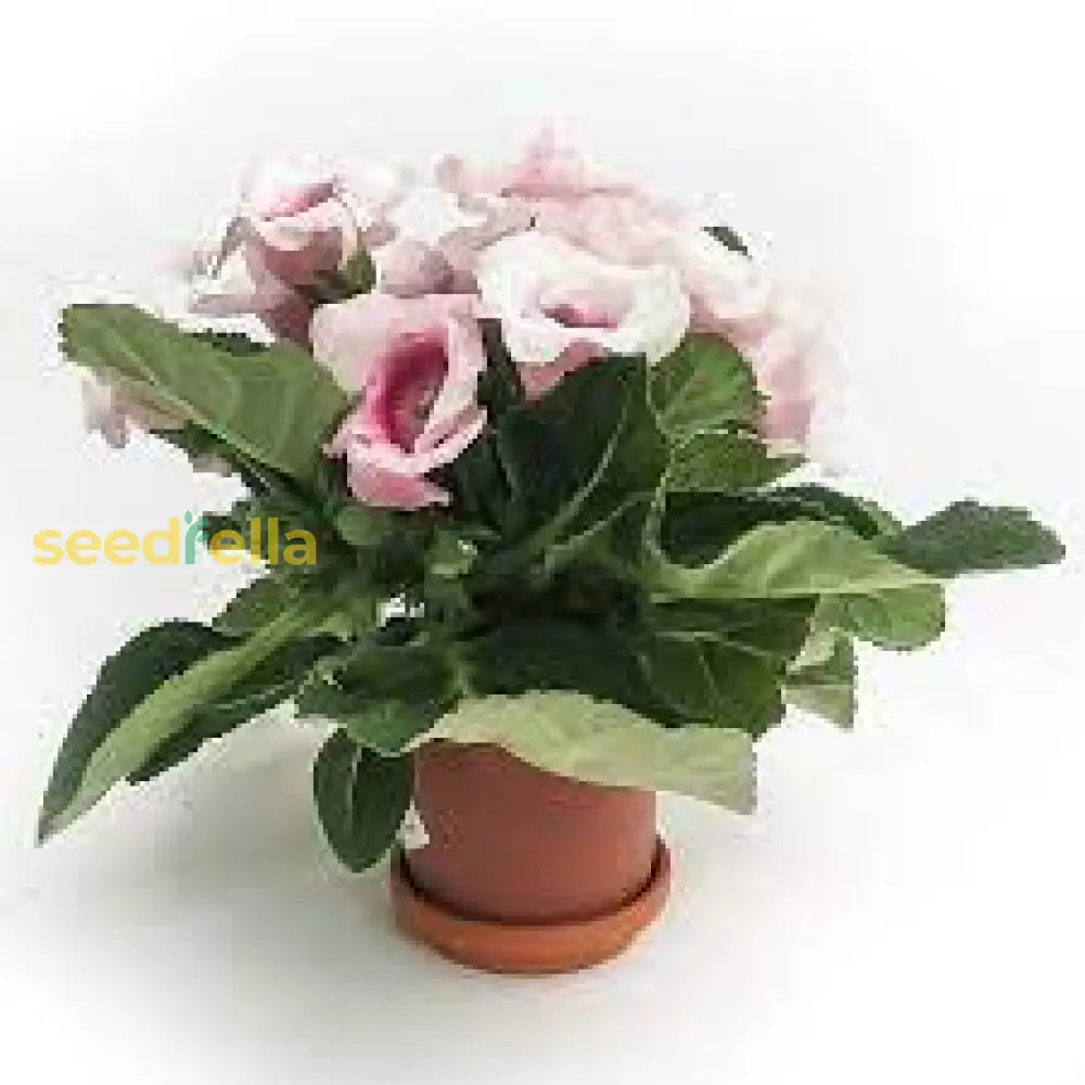 White Sinningia Gloxinia Flower Seeds For Serene Garden Spaces  Seed Delightful Floral Arrangements