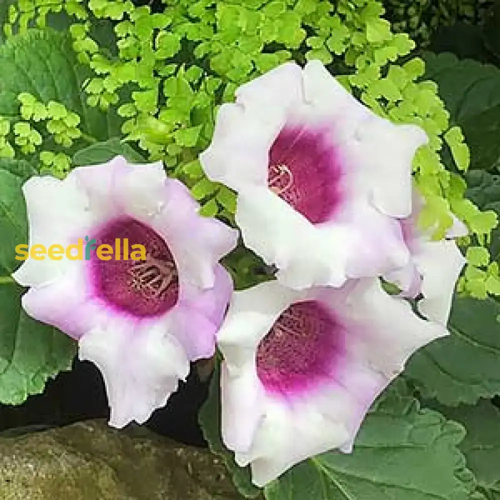 White Sinningia Gloxinia Flower Seeds For Serene Garden Spaces  Seed Delightful Floral Arrangements