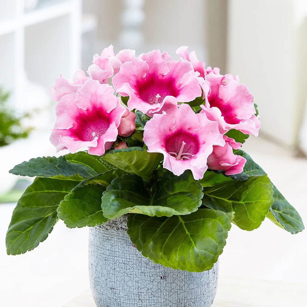 White Sinningia Gloxinia Flower Seeds