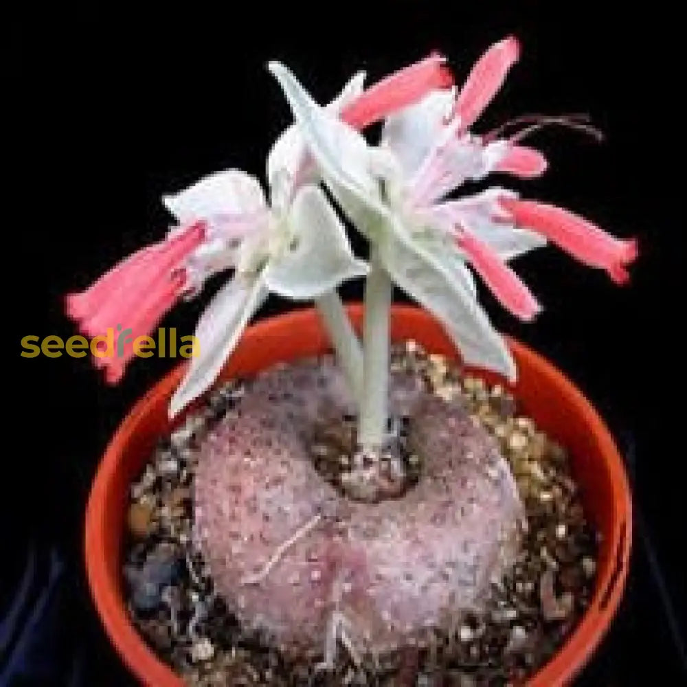 White Sinningia Leucotricha Plant Seeds For Gorgeous Indoor And Outdoor Gardens - Seed Flower