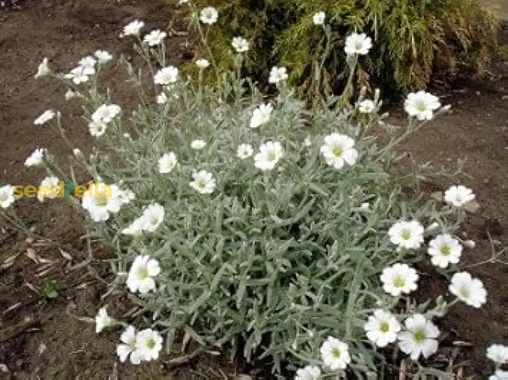 White Snow Flower Seeds Planting - Cultivate Beautiful Flowers