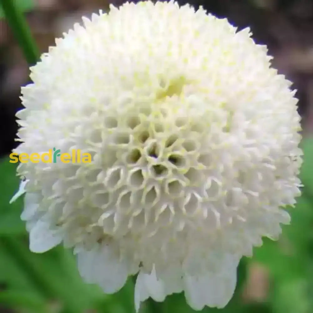 White Snowbells Flower Planting - Seeds For Beautiful And Delicate Blooms In Your Garden