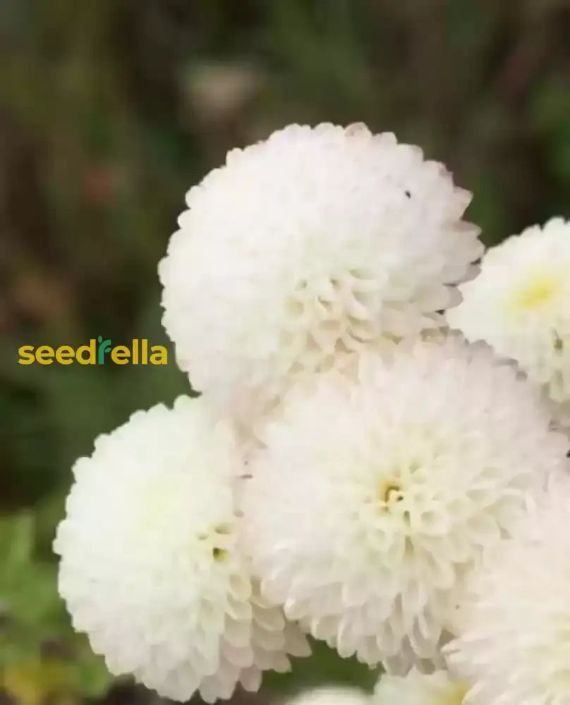 White Snowbells Flower Planting - Seeds For Beautiful And Delicate Blooms In Your Garden