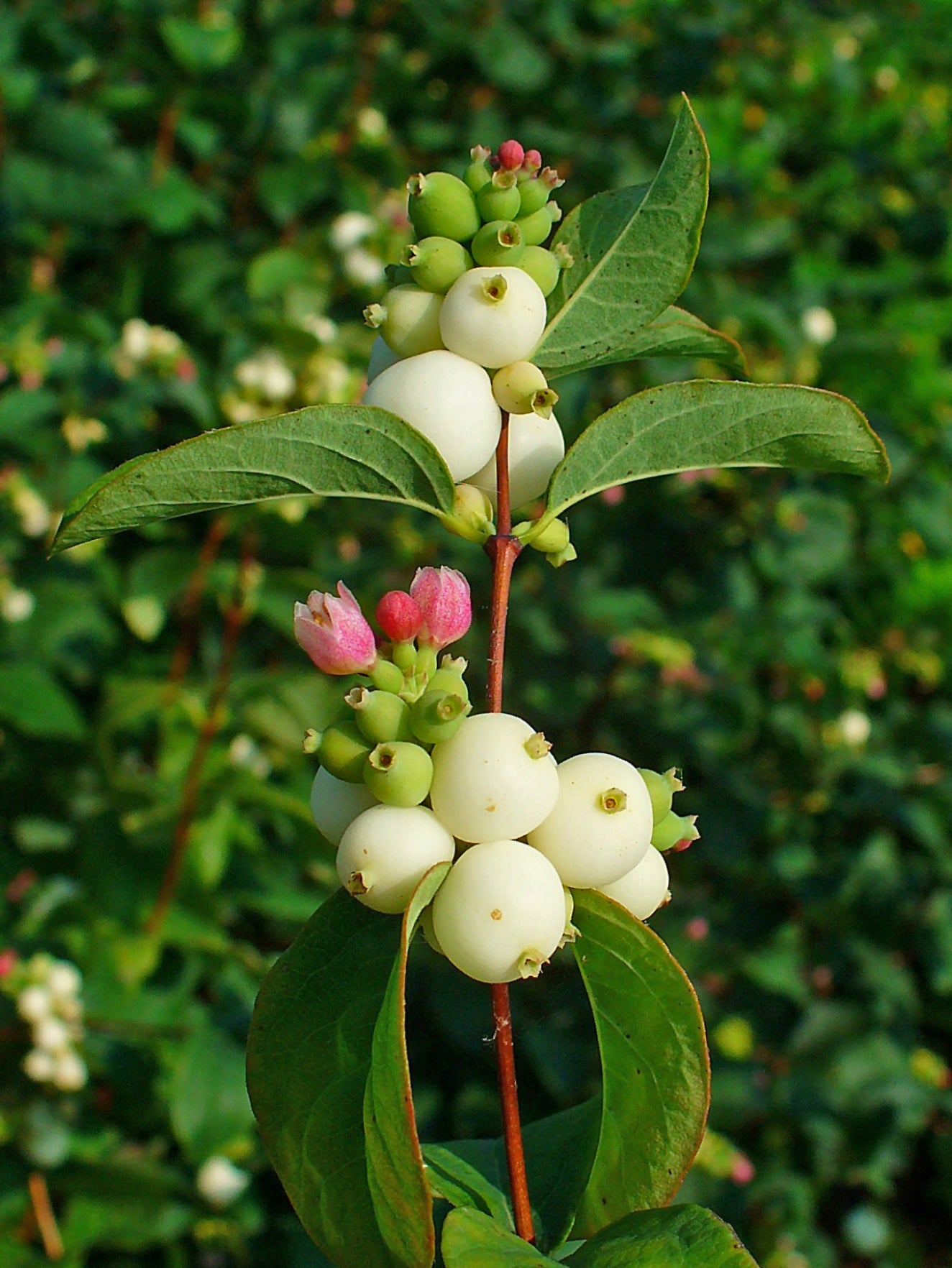 White berries of Common Snowberry shrub in autumn