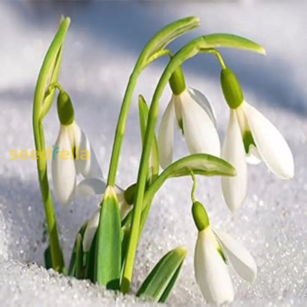 White Snowdrop Flower Planting - Seed For Elegant Early Spring Blooms In Your Garden Seeds