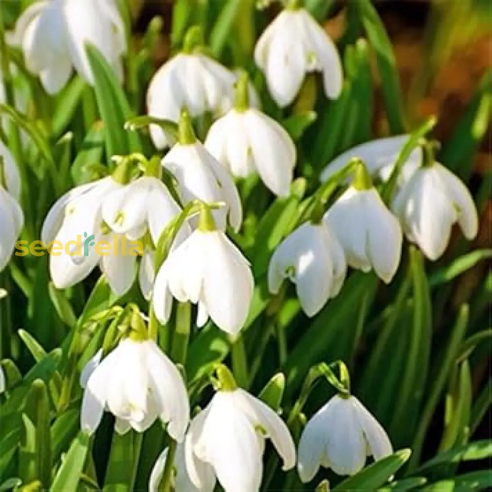 White Snowdrop Flower Planting - Seed For Elegant Early Spring Blooms In Your Garden Seeds