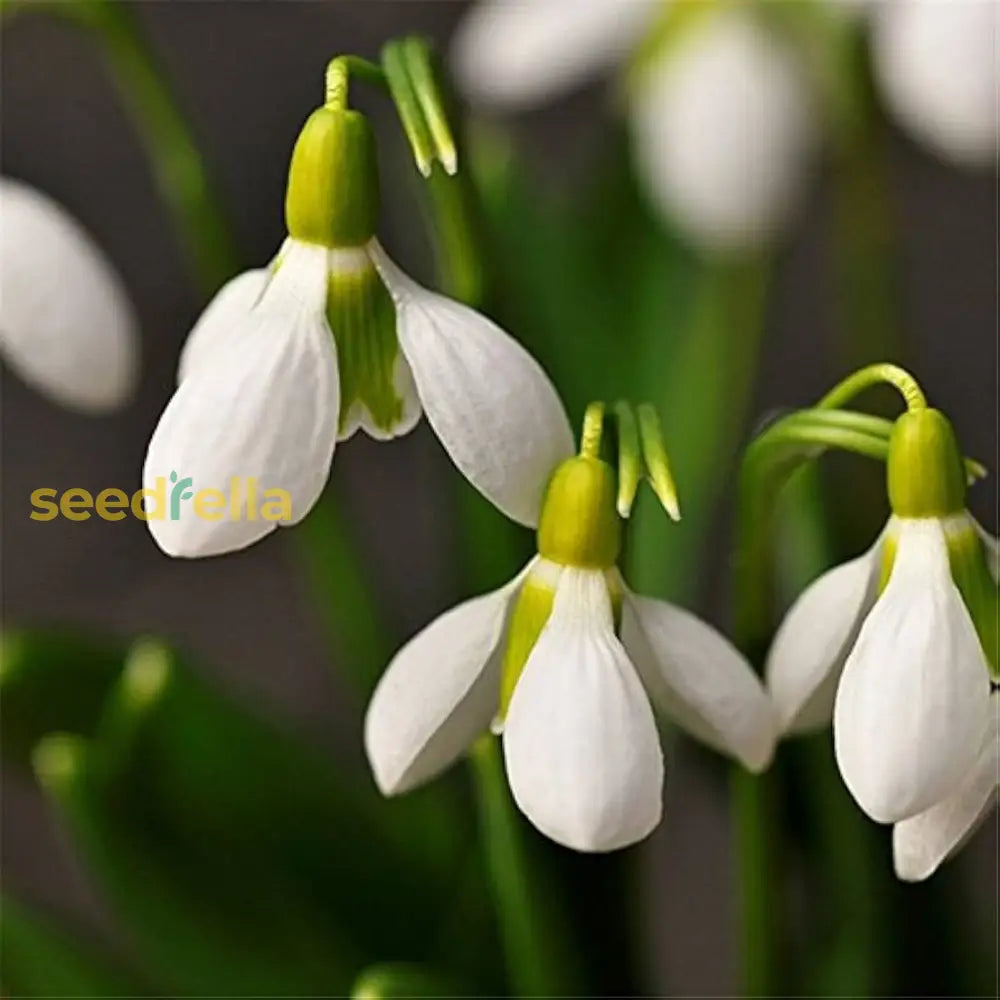 White Snowdrop Plant Seeds For Planting  Galanthus Nivalis And Stunning Floral Displays Flower