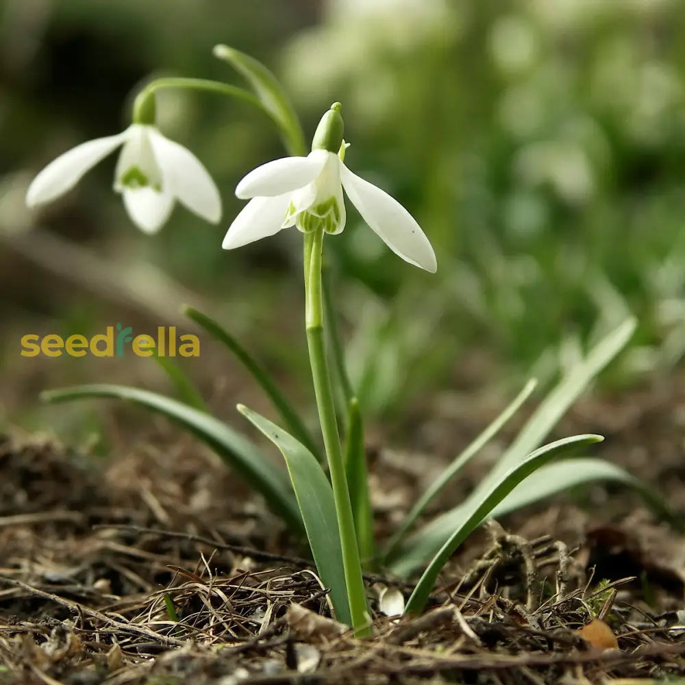 White Snowdrop Plant Seeds For Planting  Galanthus Nivalis And Stunning Floral Displays Flower