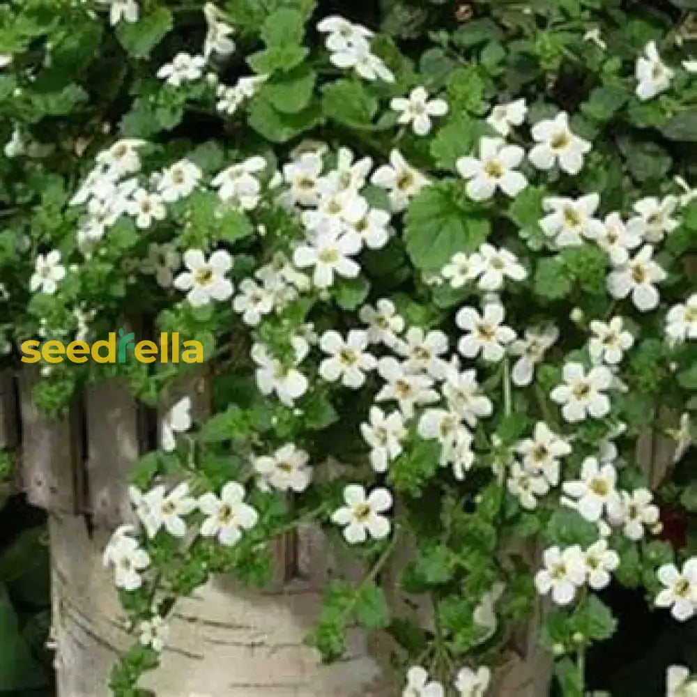 White Snowtopia Flower Planting  Seed For Elegant Blooms Seeds