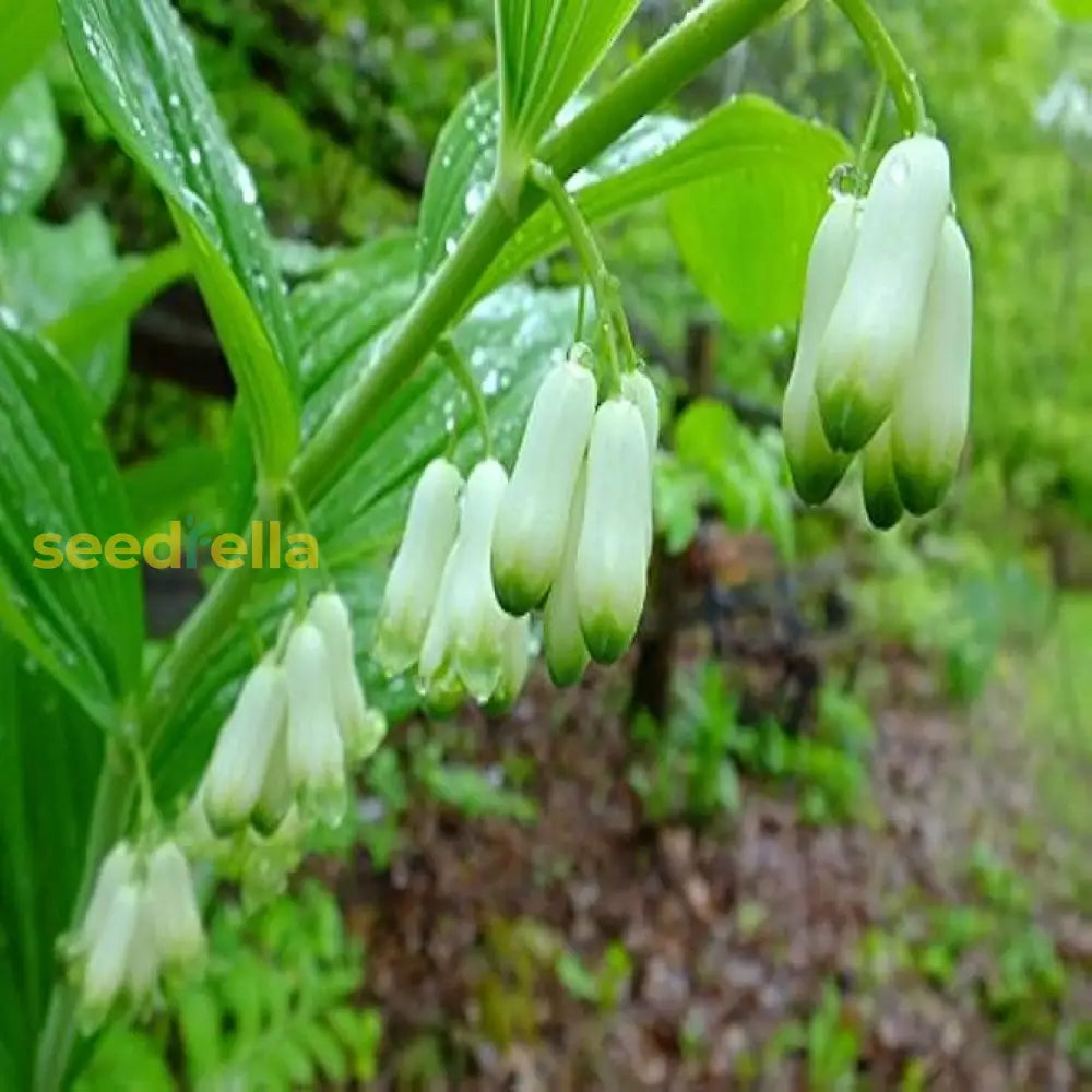 White Solomons Flower Planting For Lush Gardens - Seeds Brightening Your Outdoor Spaces