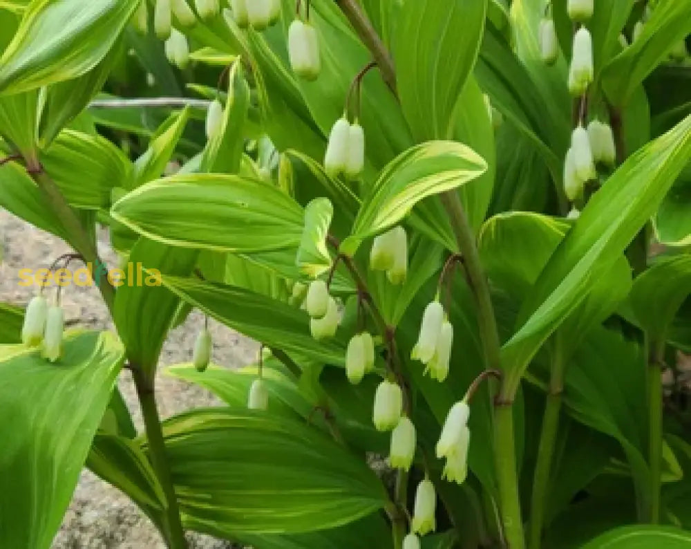 White Solomons Flower Planting For Lush Gardens - Seeds Brightening Your Outdoor Spaces