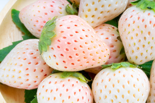 White Soul Strawberry (Fragaria vesca) seeds for planting