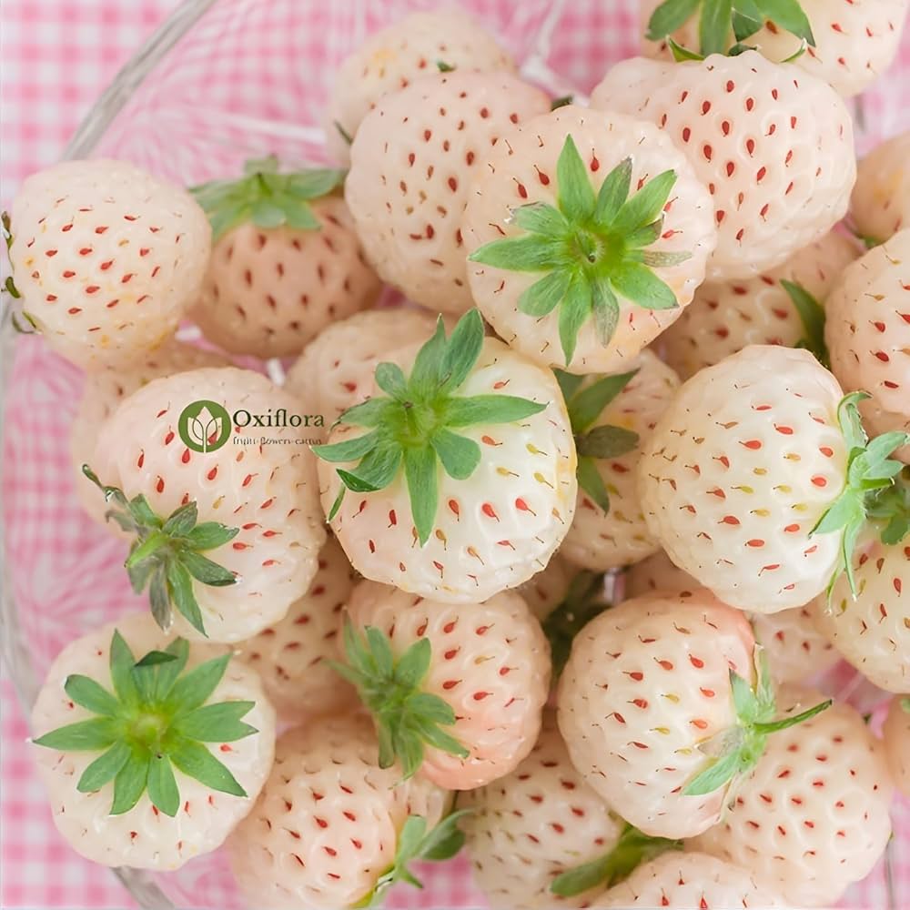 White Soul Strawberries ripening on the plant