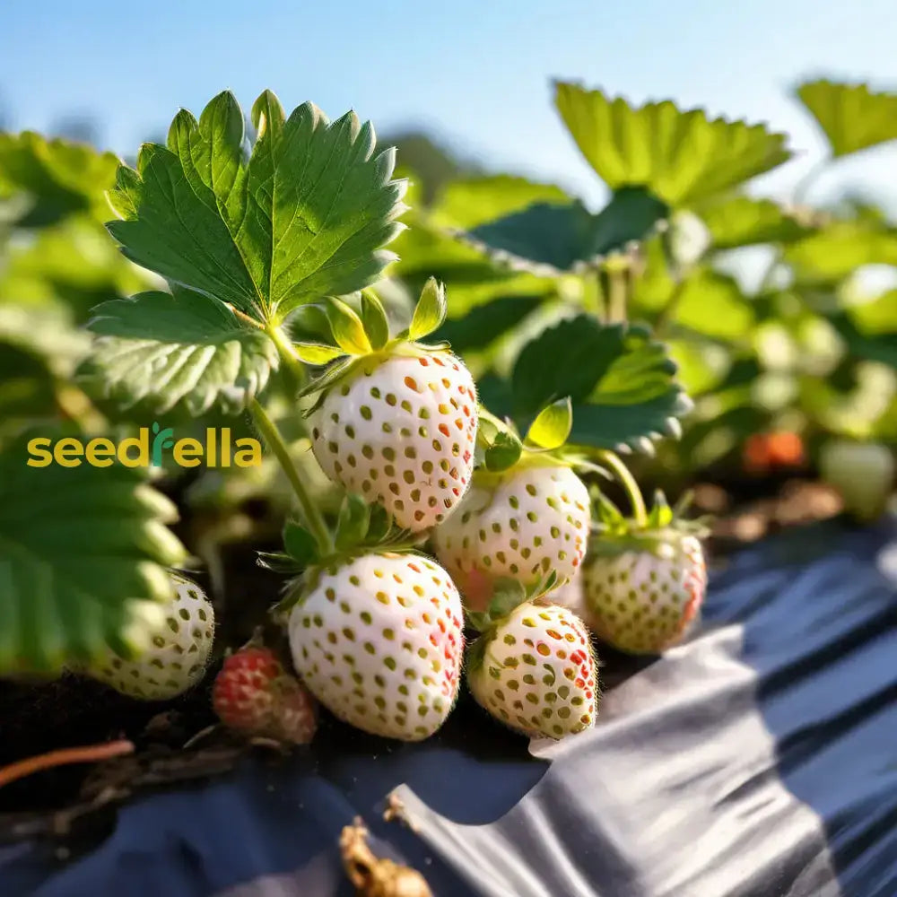 White Strawberry Planting For Edible Landscapes  Seed Fresh Garden Treats Fruit Seeds