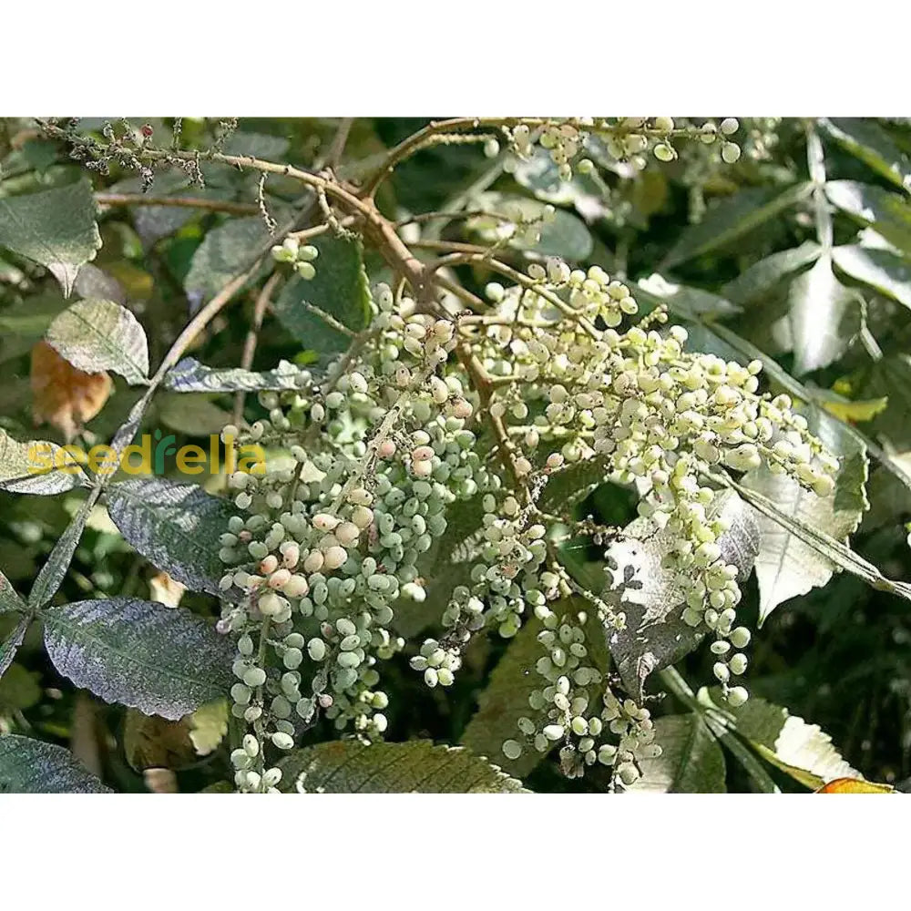 White Sumac Flower Seeds For Successful Planting Plant Seeds