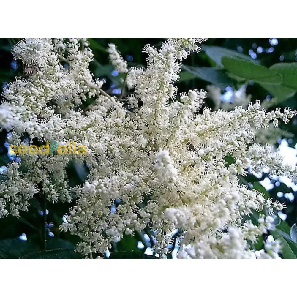 White Sumac Flower Seeds For Successful Planting Plant Seeds