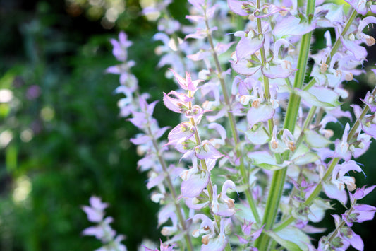 White Swan Clary Sage plant with white flower bracts in garden