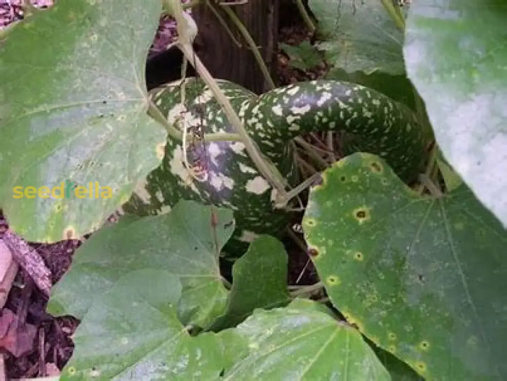 White Swan Gourd Seeds For Planting