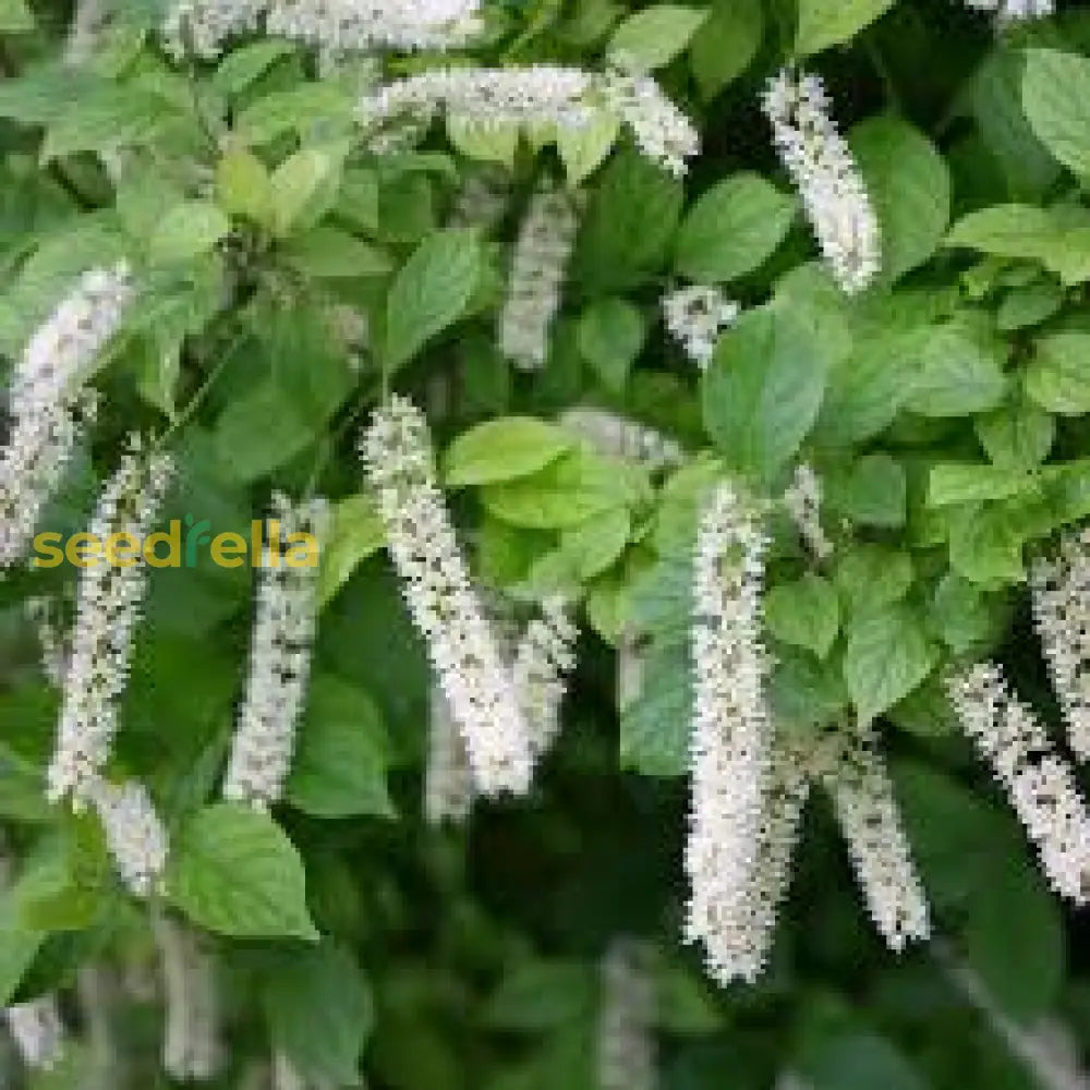 White Sweetspire Flower Seeds For Planting  Seed Elegant Blooms