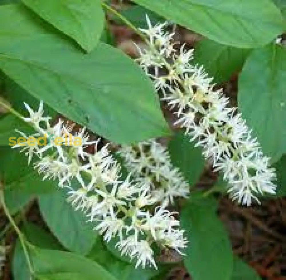 White Sweetspire Flower Seeds For Planting  Seed Elegant Blooms