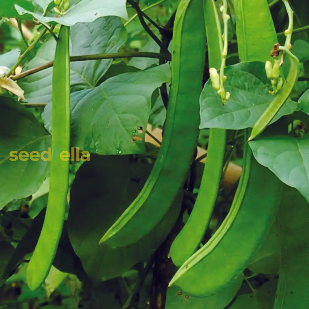 White Sword Bean seeds for planting
