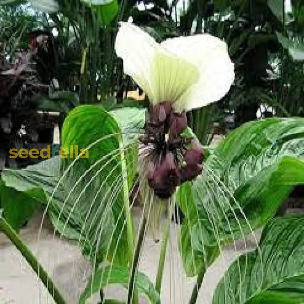 White Tacca Nivea Plant Seeds For Planting  Seed Unique And Exotic Blooms Ideal Adding Elegance