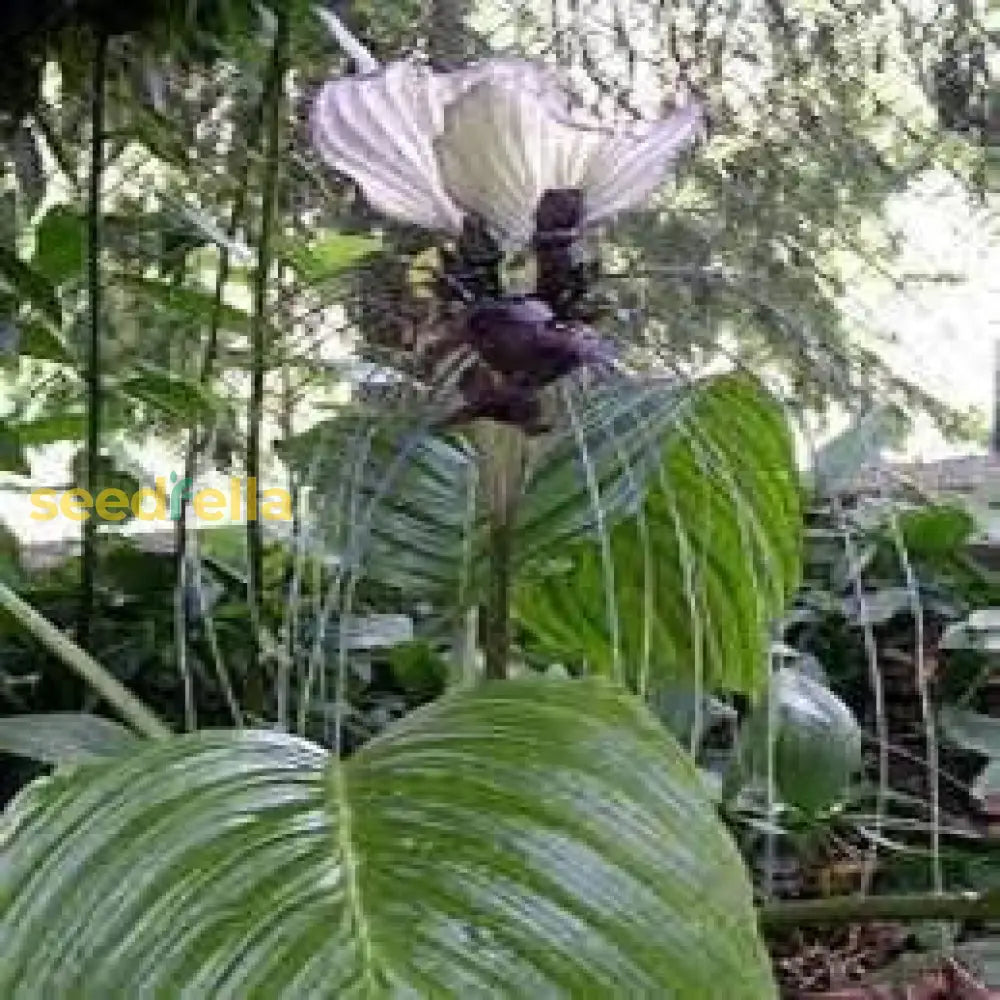 White Tacca Nivea Plant Seeds For Planting  Seed Unique And Exotic Blooms Ideal Adding Elegance