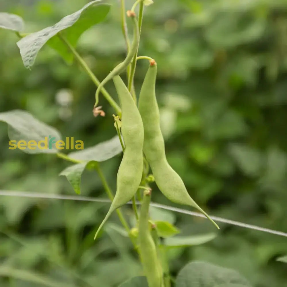 White Tarbais bean seeds for planting