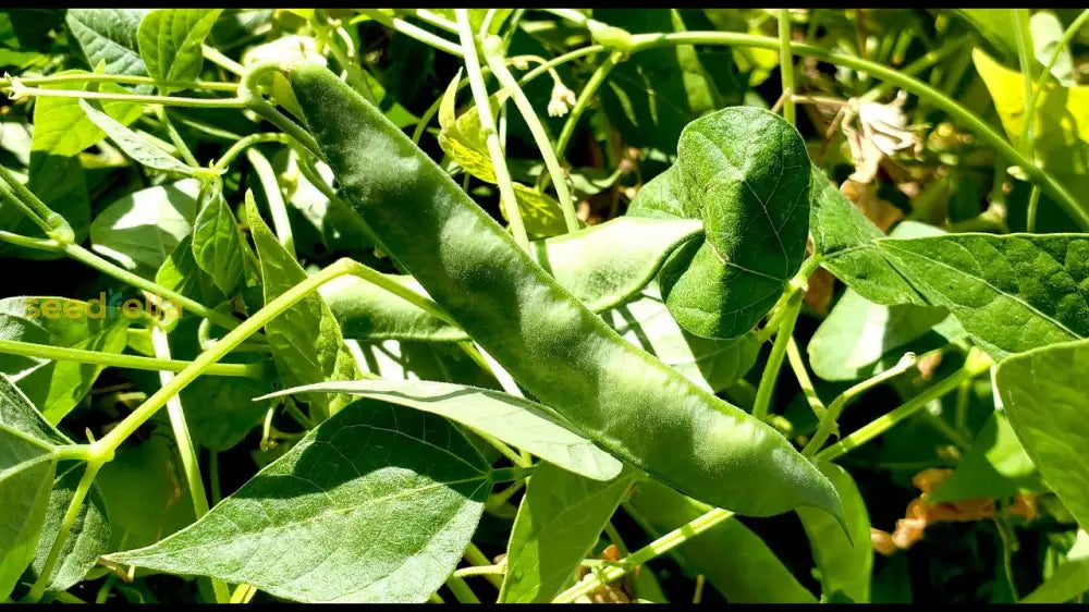 White Tepary Bean seedlings sprouting in soil