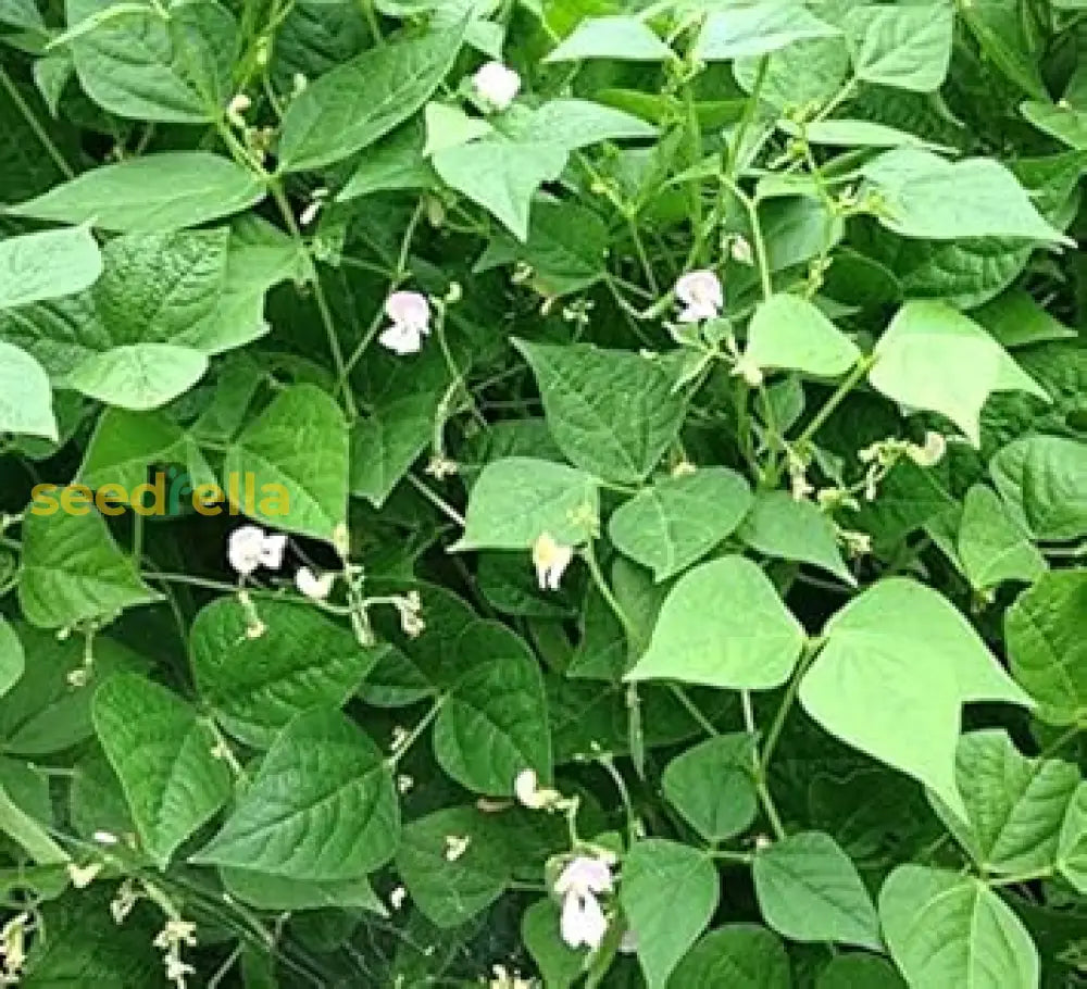 White Tepary Bean Seeds For Planting Vegetable Seeds