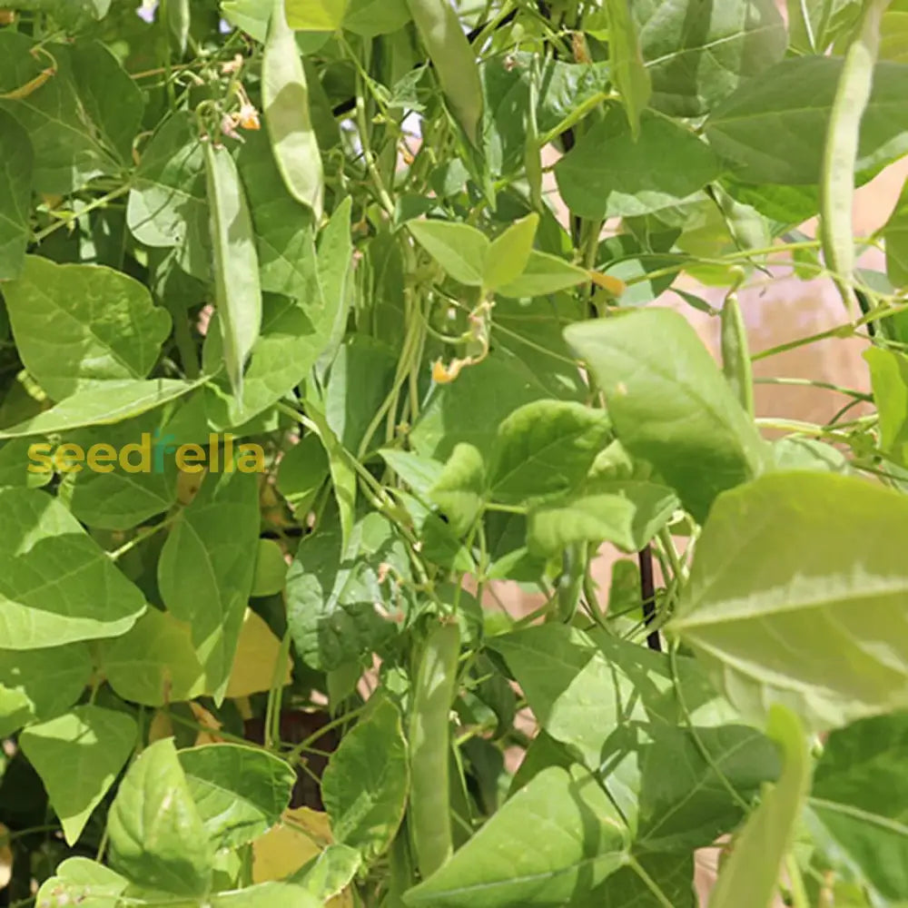 White Tepary Bean Seeds For Planting Vegetable Seeds