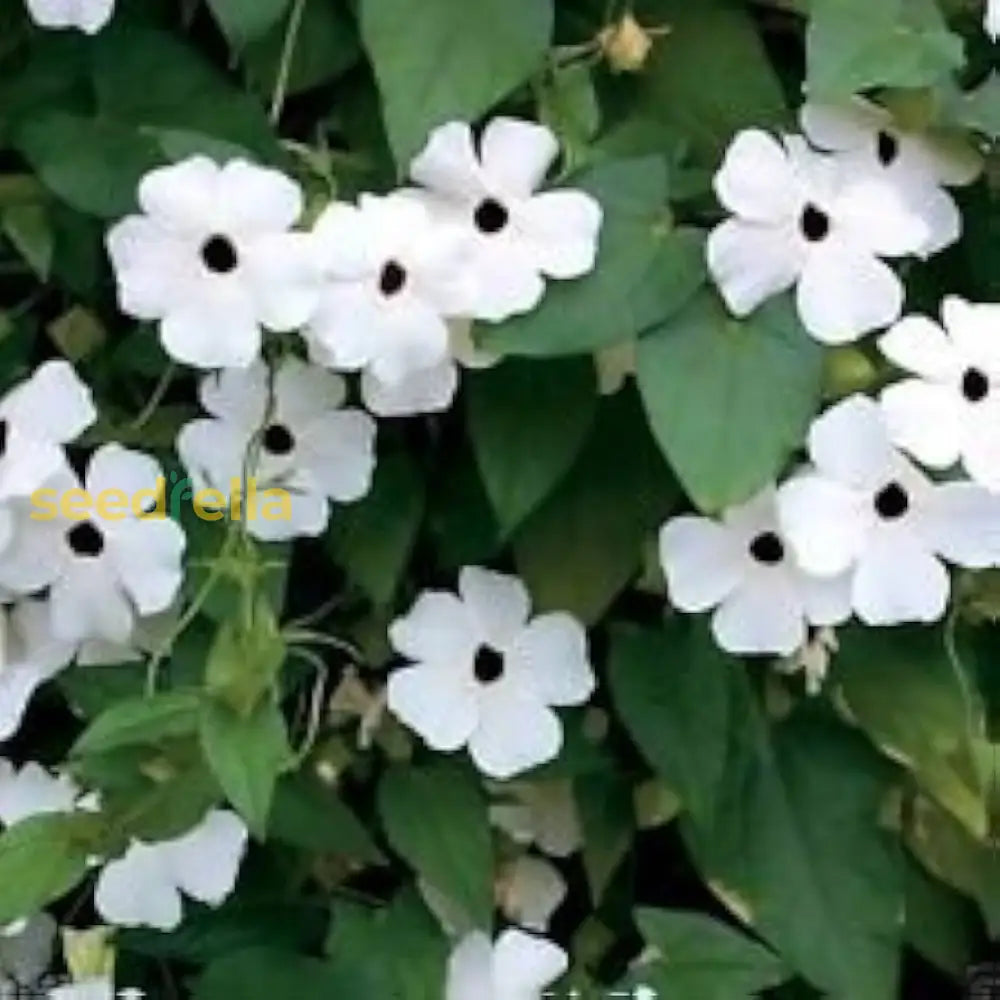 White Thunbergia Alata Flower Seeds For Planting - Seed Graceful Climbers And Lush Greenery In Your