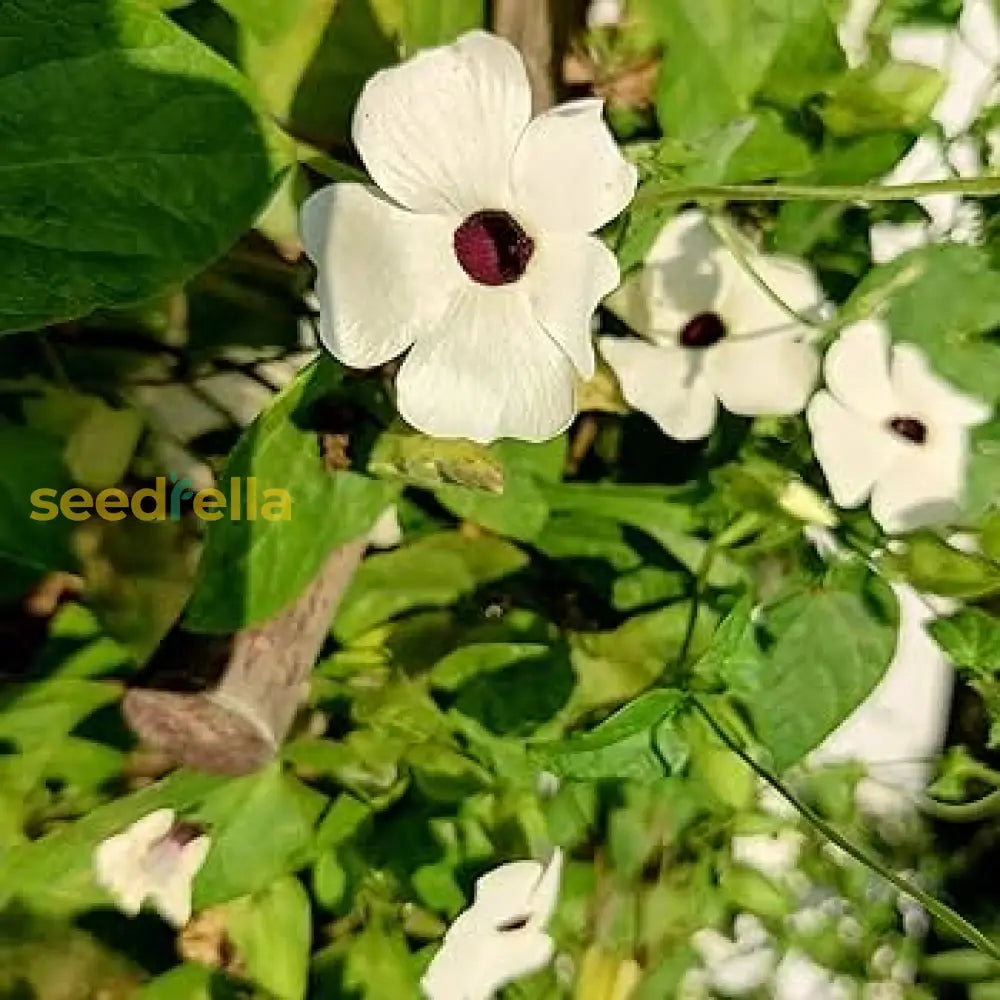 White Thunbergia Alata Flower Seeds For Planting - Seed Graceful Climbers And Lush Greenery In Your