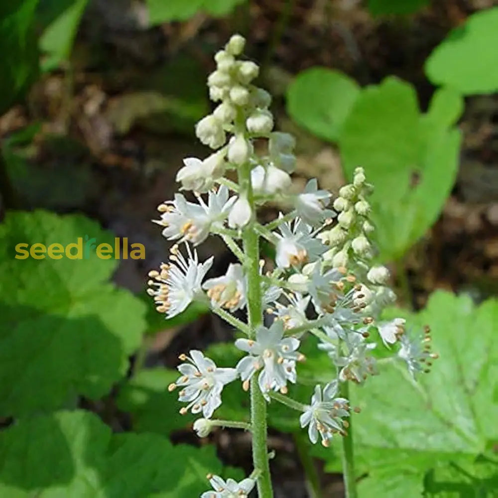 White Tiarella Foam Flower Planting For Lush Gardens - Seeds Delightful Spring Flowers