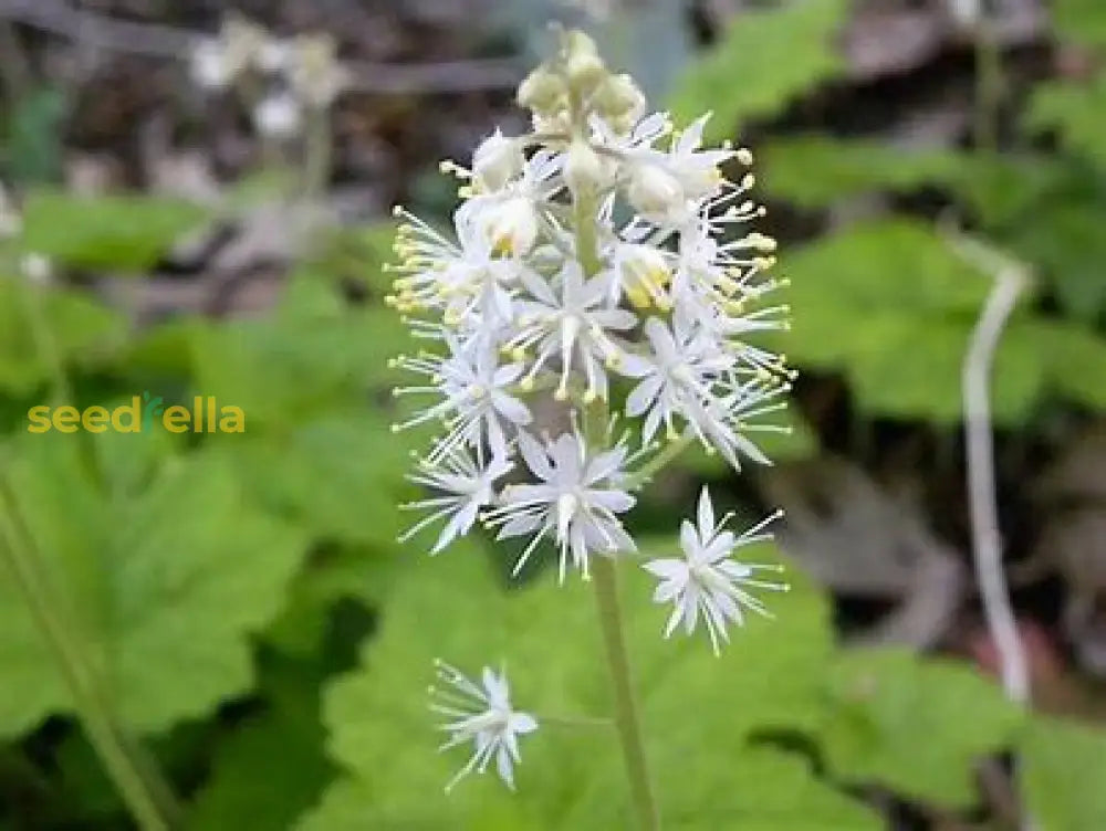 White Tiarella Wherryi Flower Seeds For Planting