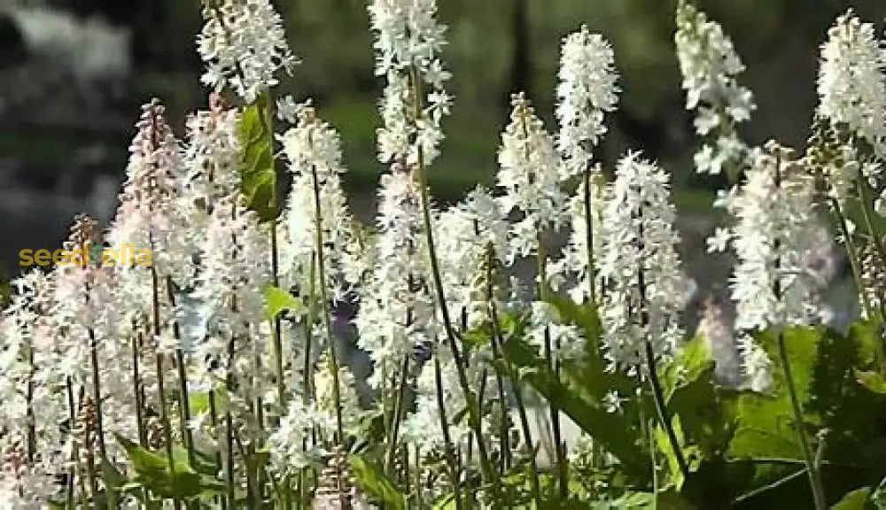 White Tiarella Wherryi Flower Seeds For Planting