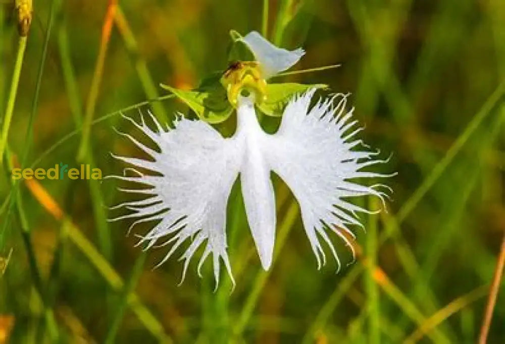 White Tiger Orchid Seeds Planting Guide: How To Plant And Grow Successfully