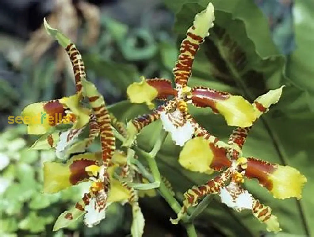 White Tiger Orchid Seeds Planting Guide: How To Plant And Grow Successfully