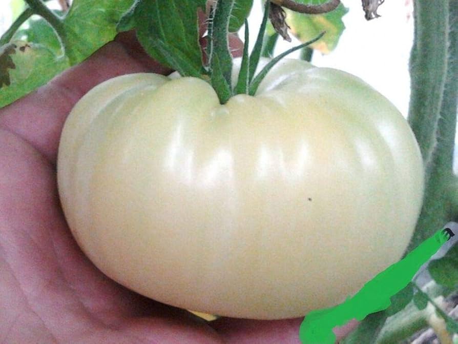 Planting guide for white tomato seeds
