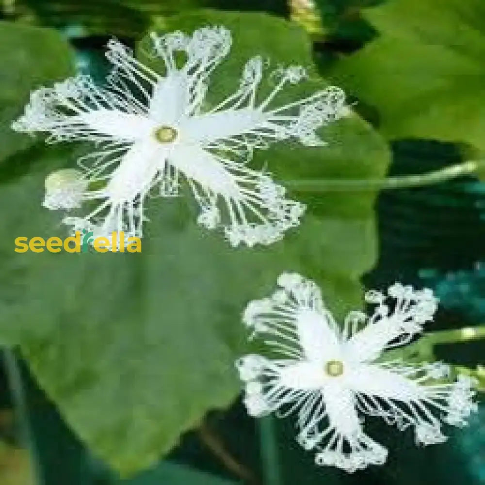 White Trichosanthes Cucumerina Plant Seeds For Planting  Seed Lush Growth Flower