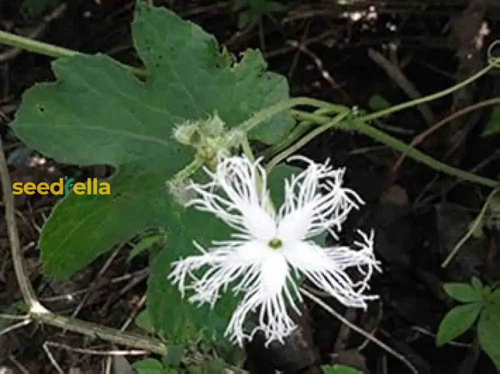 White Trichosanthes Cucumerina Plant Seeds For Planting  Seed Lush Growth Flower